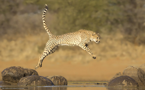 Is it a Cheetah?.